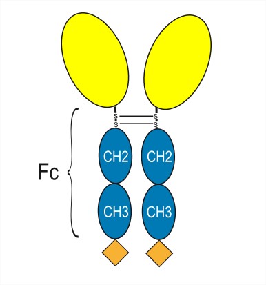 Experimental Validation Results for Efzimfotase alfa
